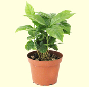 Coffea catura plant